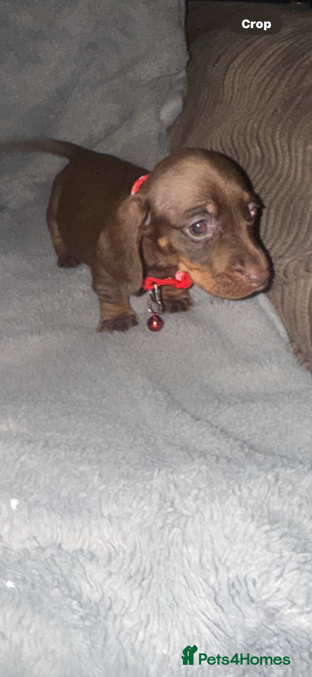 Miniature Dachshund dogs for sale: Miniature dachshund  - Advert 8