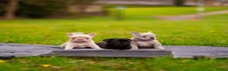 French Bulldog dogs for sale: French bulldogs Fluffy carriers  - Advert 6