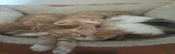 Mixed Breed cats for sale: Litter of 4 kittens  - Advert 14
