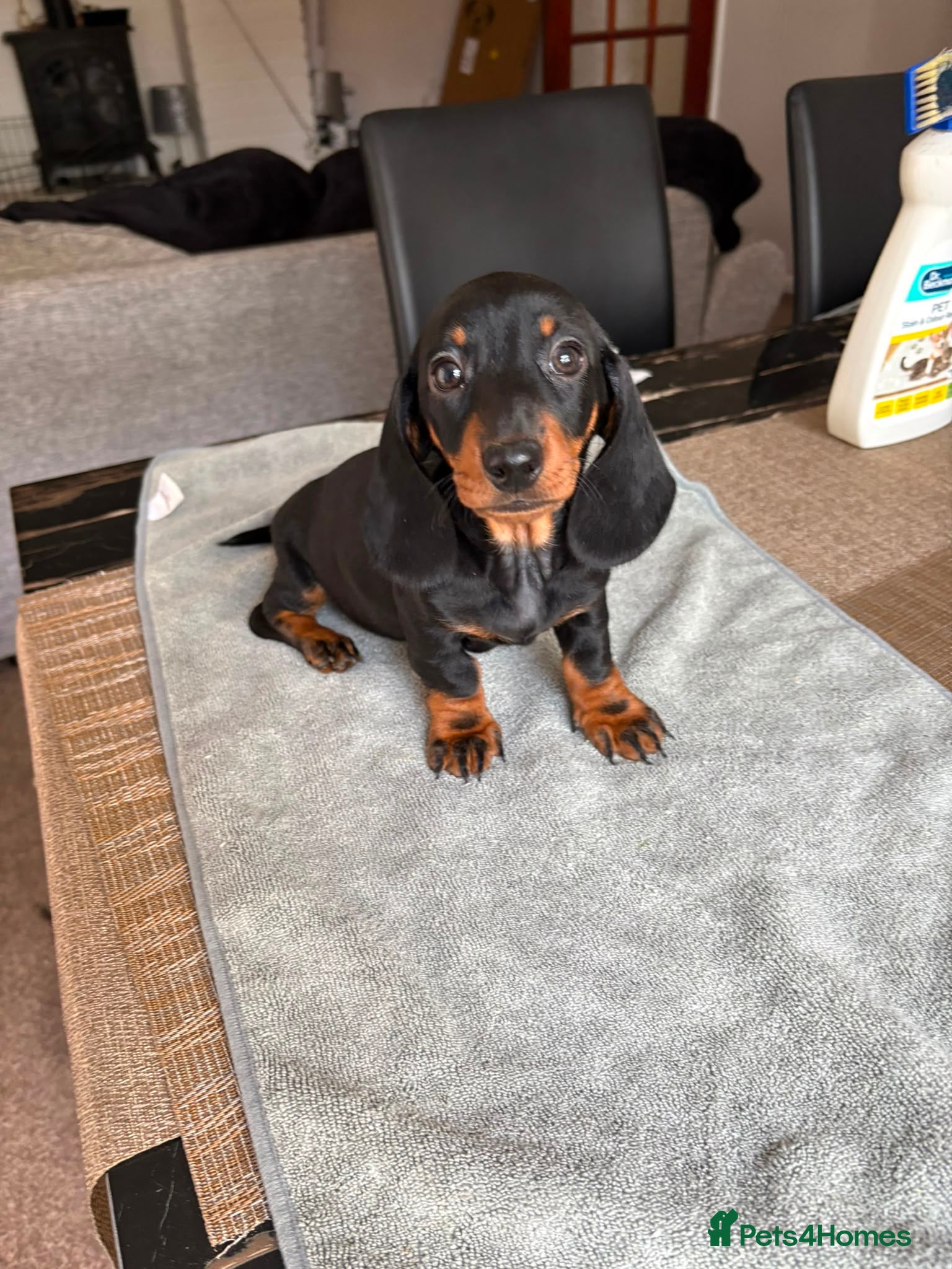 Dachshund dogs Dachshunds for sale - Advert 15