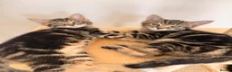 Mixed Breed cats for sale: Gorgeous Tabby Kittens - Advert 2