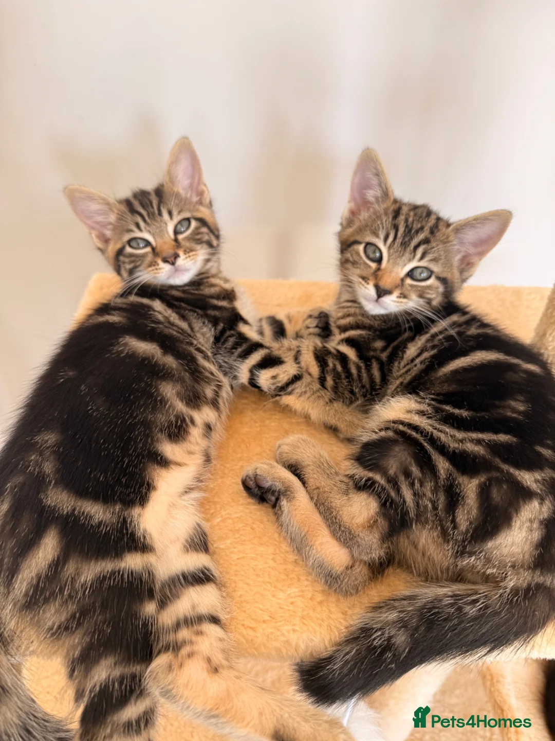 Mixed Breed cats for sale: Gorgeous Tabby Kittens - Advert 2