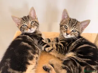 Mixed Breed cats Gorgeous Tabby Kittens - Advert 1