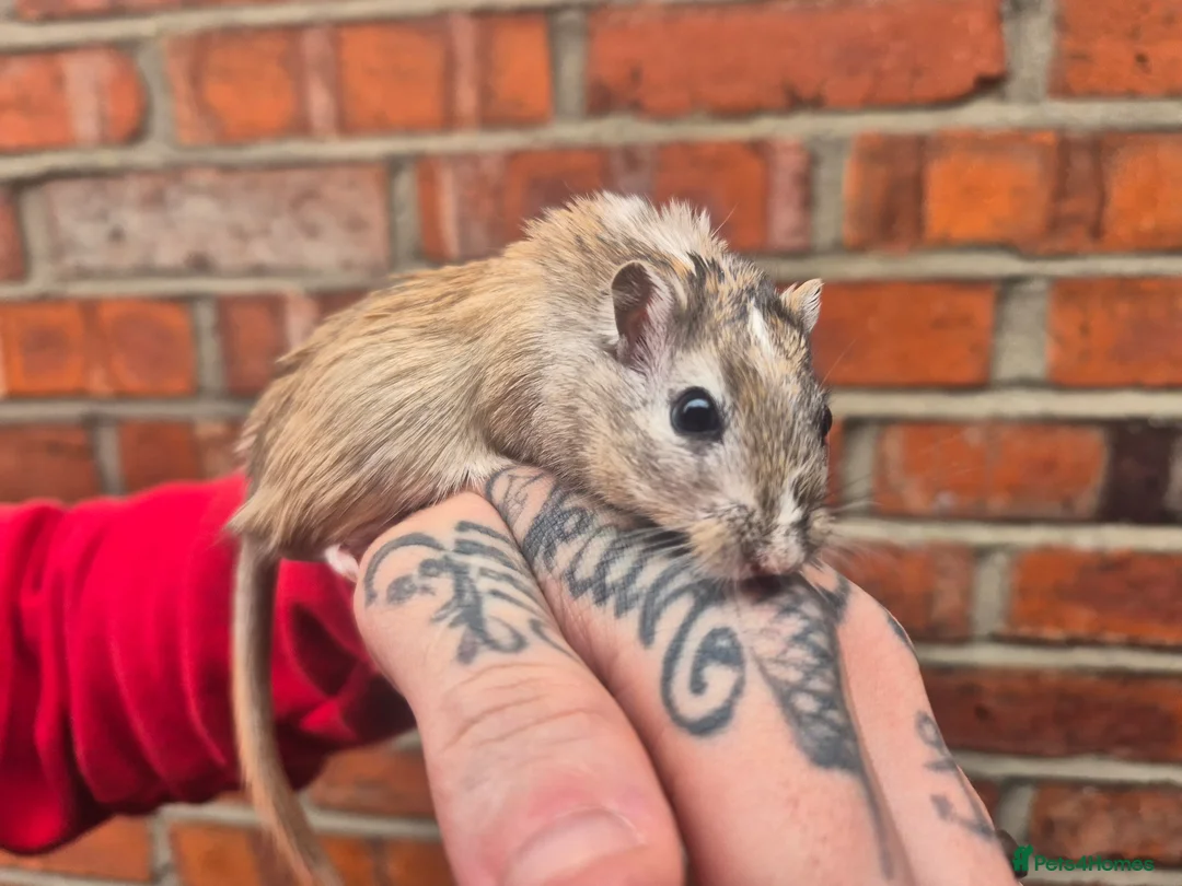Gerbil rodents for sale: 6 x male gerbils looking for home - Advert 1