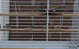 Finches birds for sale: 5 Baby zebra finch + cage £50 the lot or £10 each - Image 1