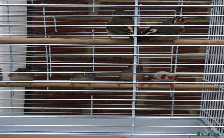 Finches birds - Advert 3
