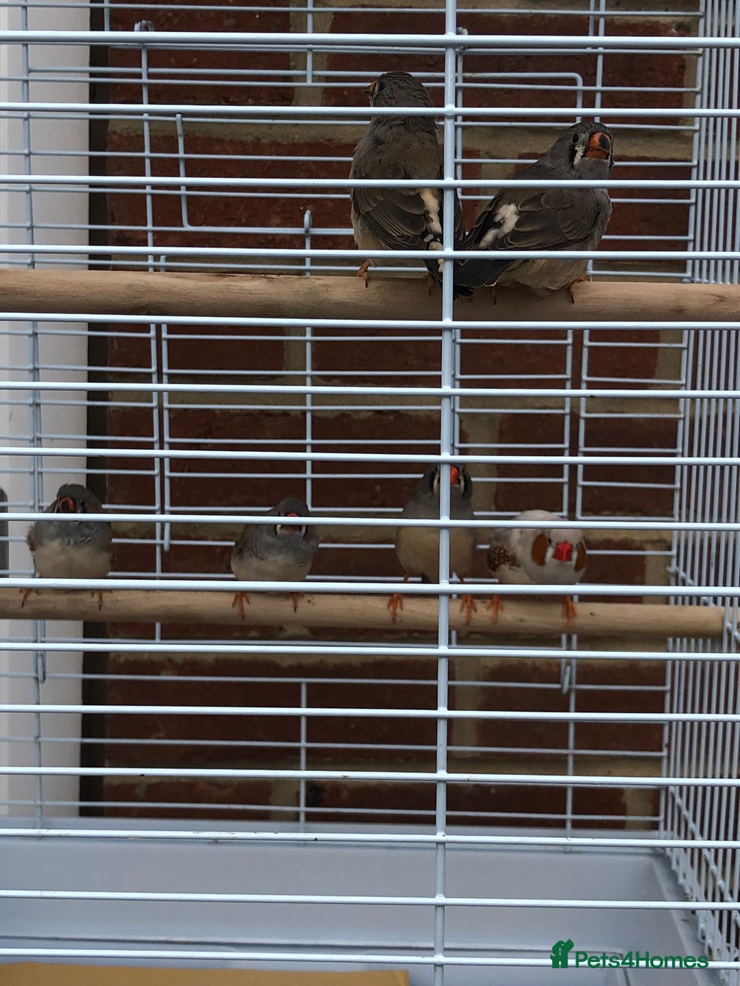 Finches birds for sale: 5 Baby zebra finch + cage £50 the lot or £10 each - Image 1