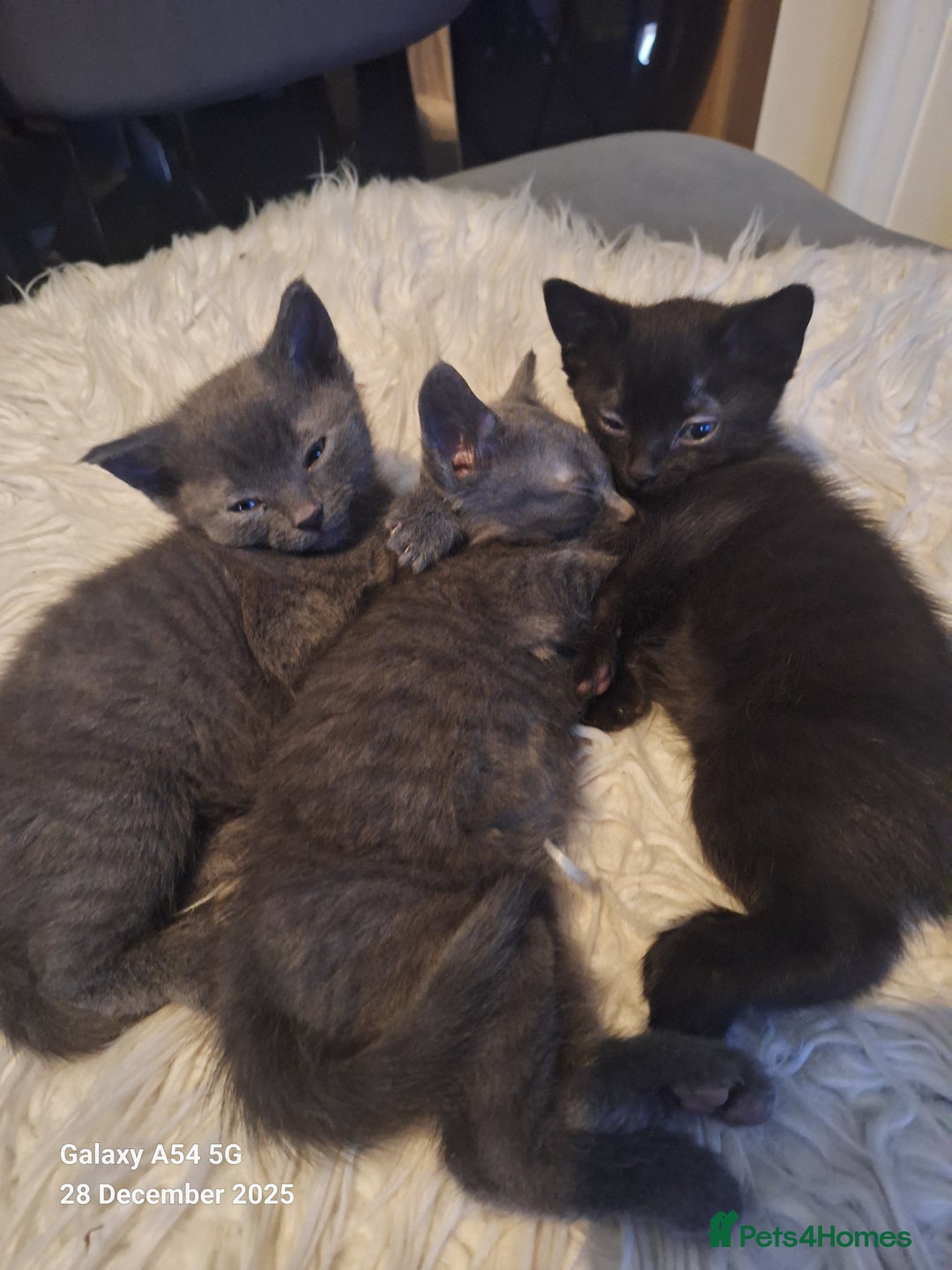 British Shorthair cats for sale: Kittens for sale  - Advert 2