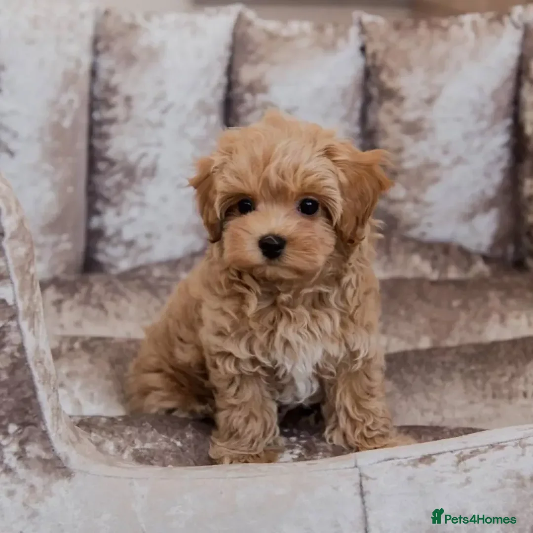 Maltipoo dogs for sale: Adorable  maltipoo puppies for sale  - Image 4