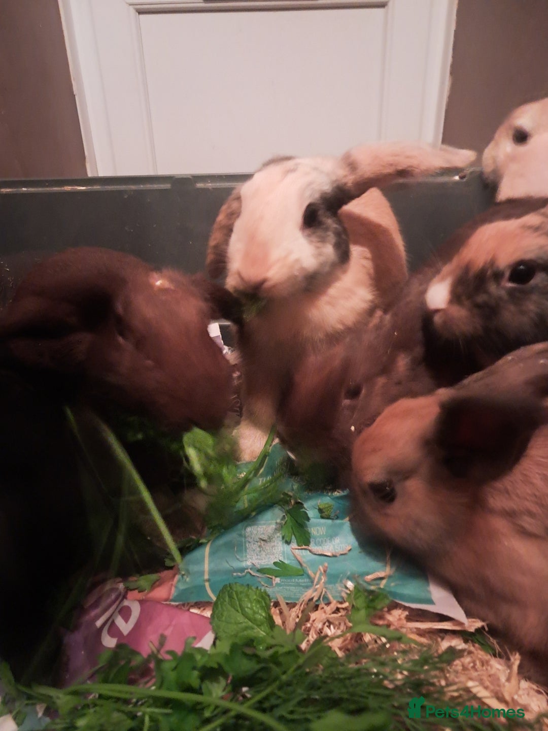 Mixed Breed rabbits for sale: Free to loving forever homes  - Image 17