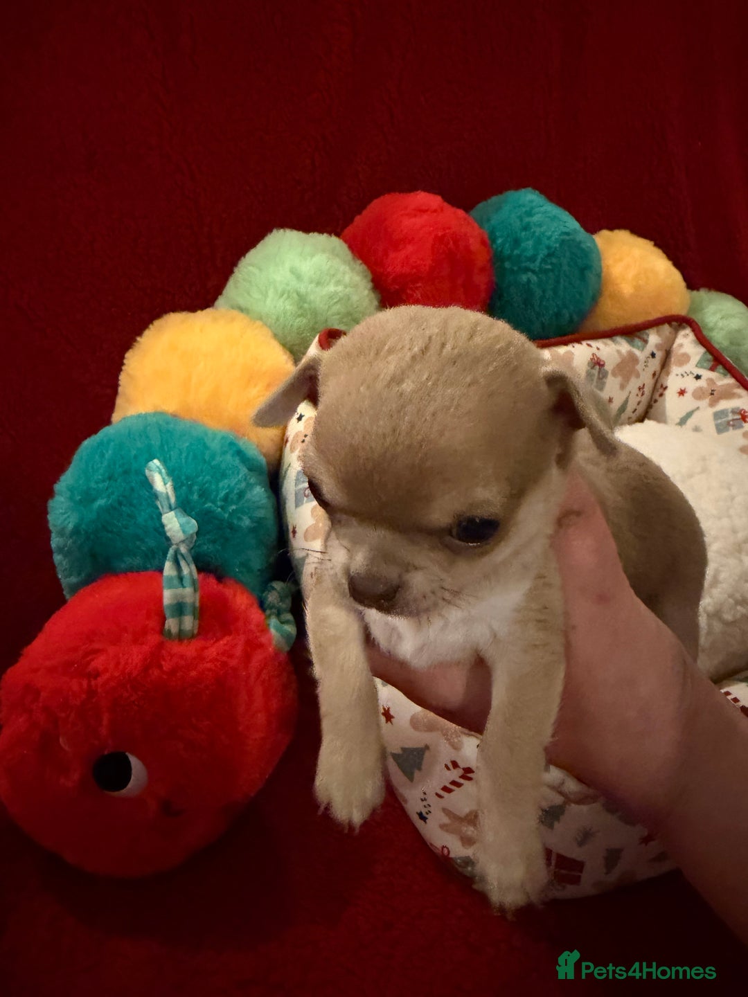 Chihuahua dogs for sale: Tiny apple head chihuahuas - Image 27