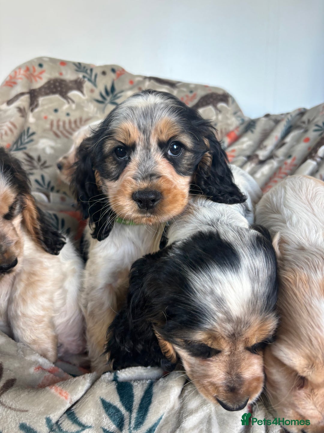 Cocker Spaniel dogs for sale: Show Cocker Spaniel Puppies  - Image 23