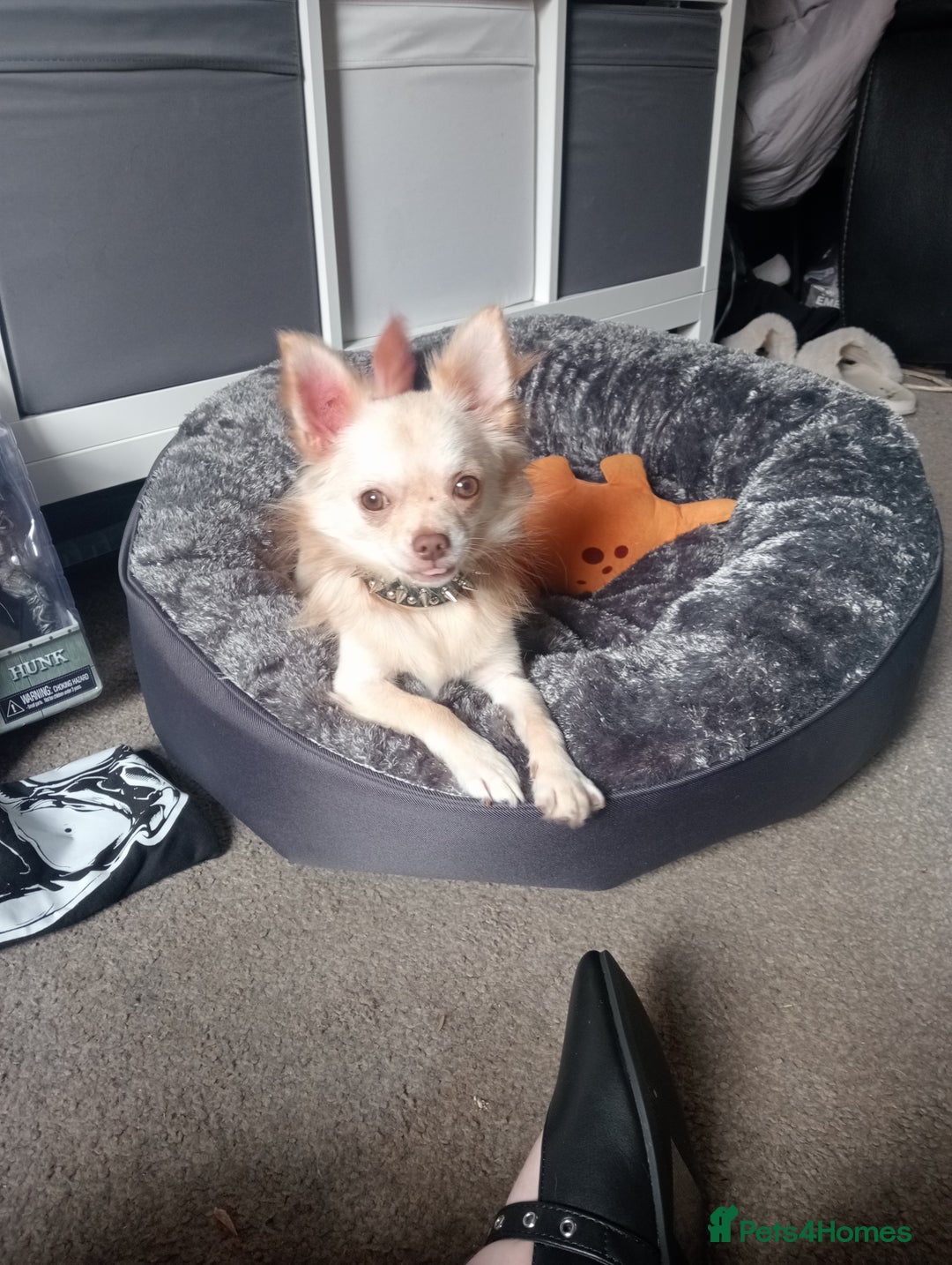 Chihuahua dogs for stud: Stud blonde chihuahua  - Advert 10