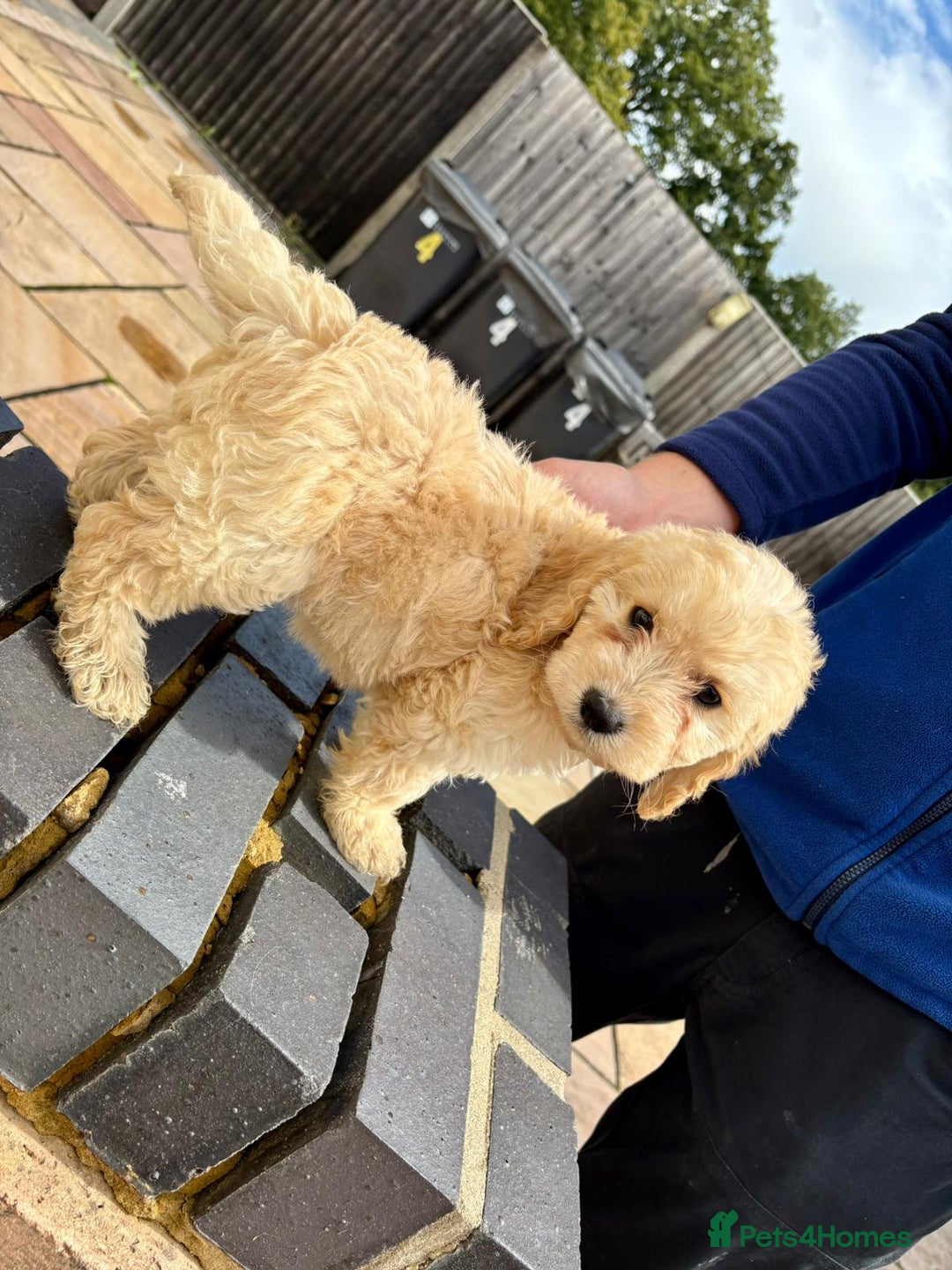 Cockapoo dogs for sale: F1 cockapoos - Image 4