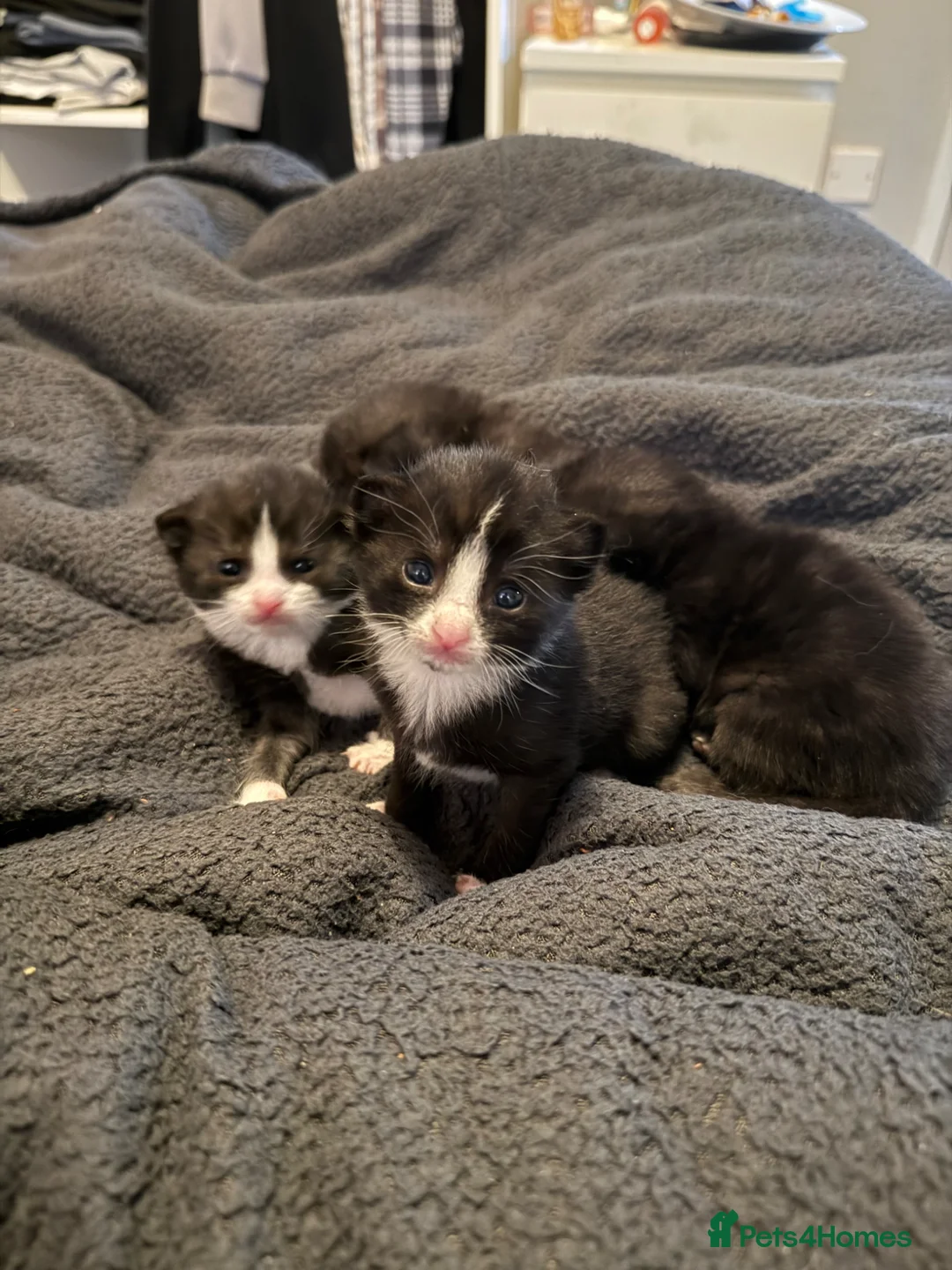 Mixed Breed cats for sale: 4 baby kittens  - Advert 2