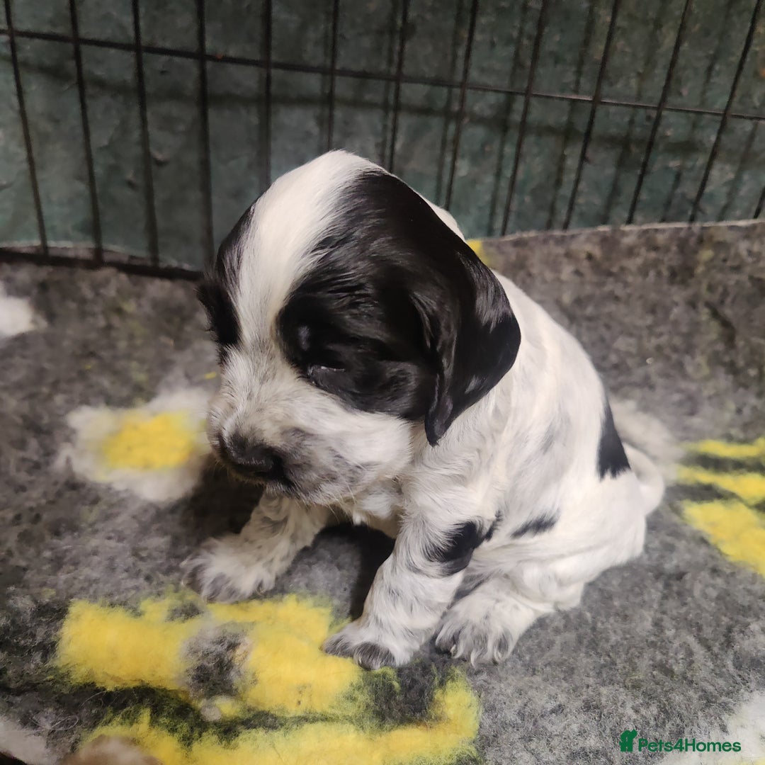 Cocker Spaniel dogs for sale: KC Registered Show Type Cocker Spaniel  - Advert 4