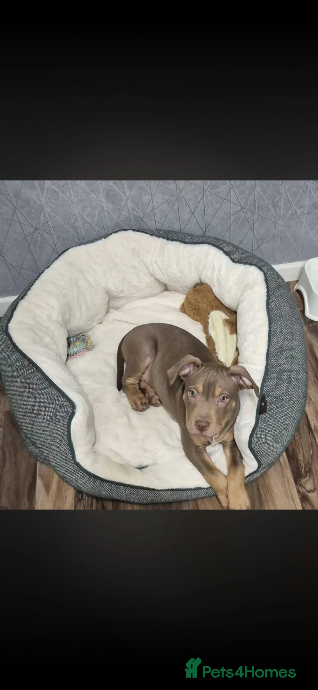Mixed Breed dogs for sale: Staffy mix - ready for forever home  in Redditch - Advert 2