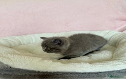 British Shorthair cats for sale: British shorthair kitten  - Image 18