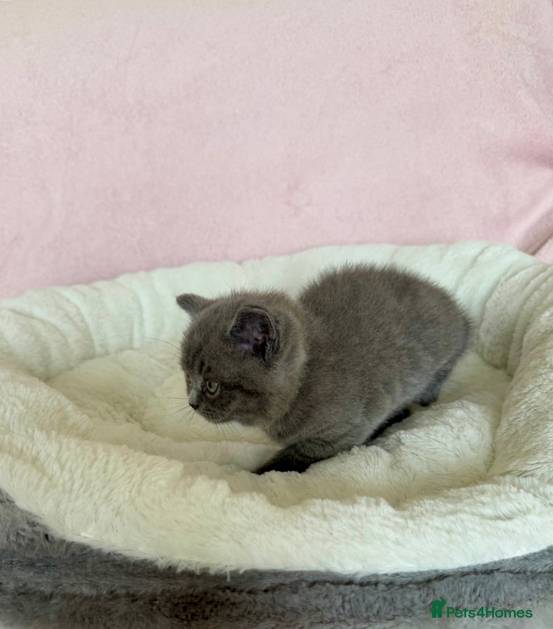 British Shorthair cats for sale: British shorthair kitten  - Image 18