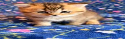 Scottish Fold cats for sale: Pedigree Scottish fold kittens - Advert 6