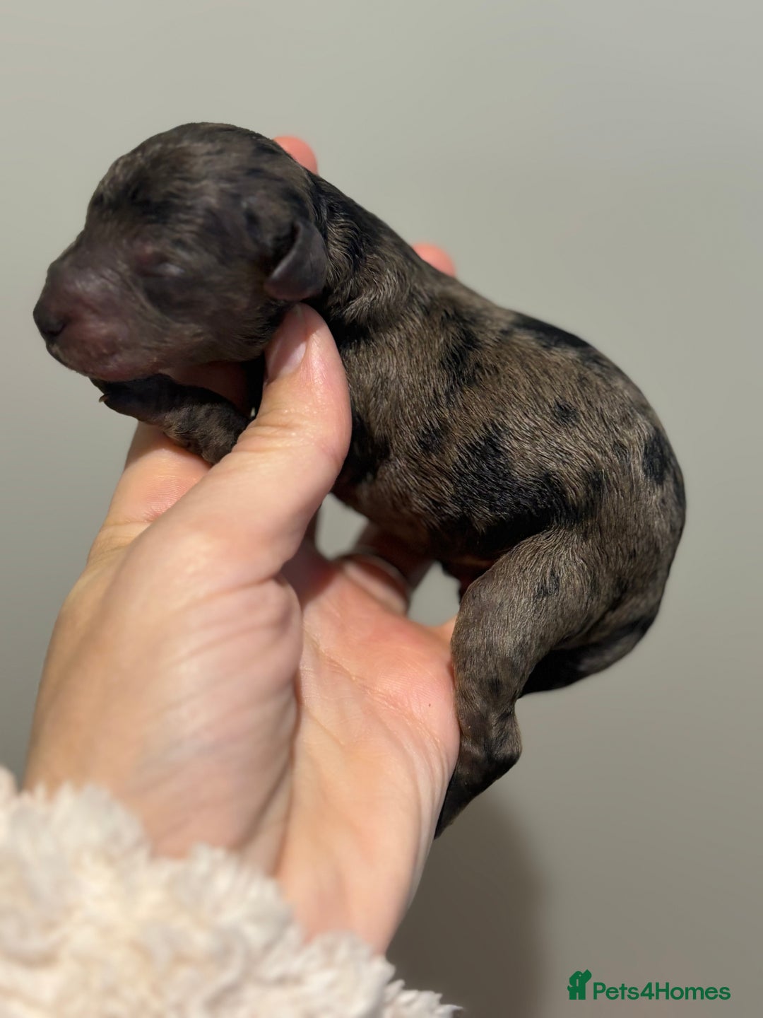 Miniature Poodle dogs for stud: Health tested red kc miniature poodle stud  in Doncaster - Advert 10