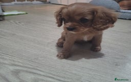 Cavalier King Charles Spaniel dogs for sale: READY NOW Cavalier king charles pups - Image 5