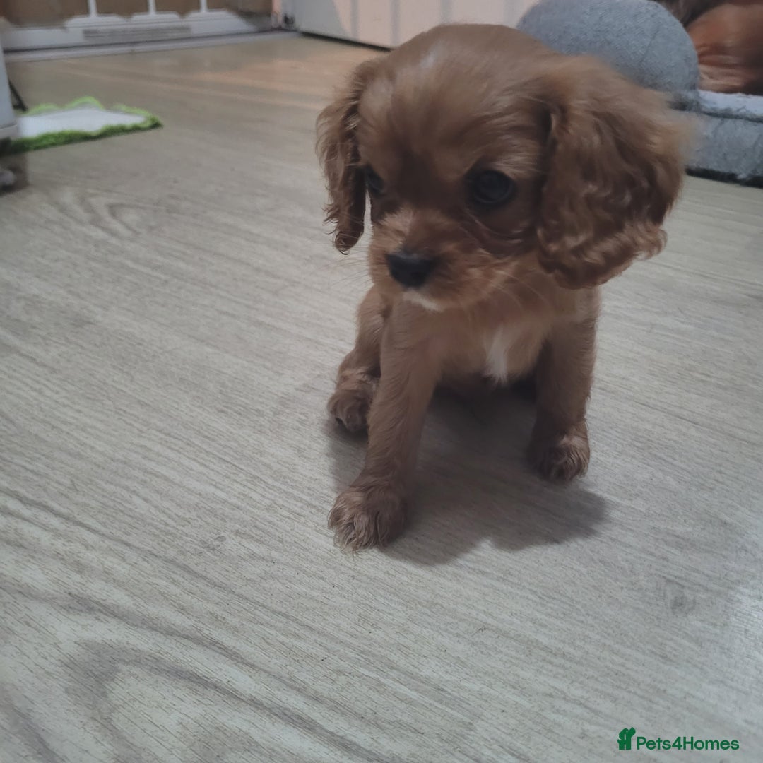 Cavalier King Charles Spaniel dogs for sale: READY NOW Cavalier king charles pups - Image 5