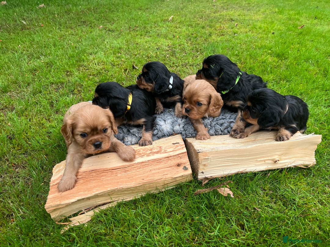 Cavalier King Charles Spaniel dogs for sale: KC reg Cavalier Puppies - Image 13