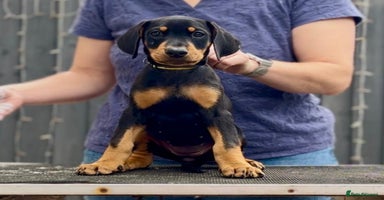 Dobermann dogs - Advert 4