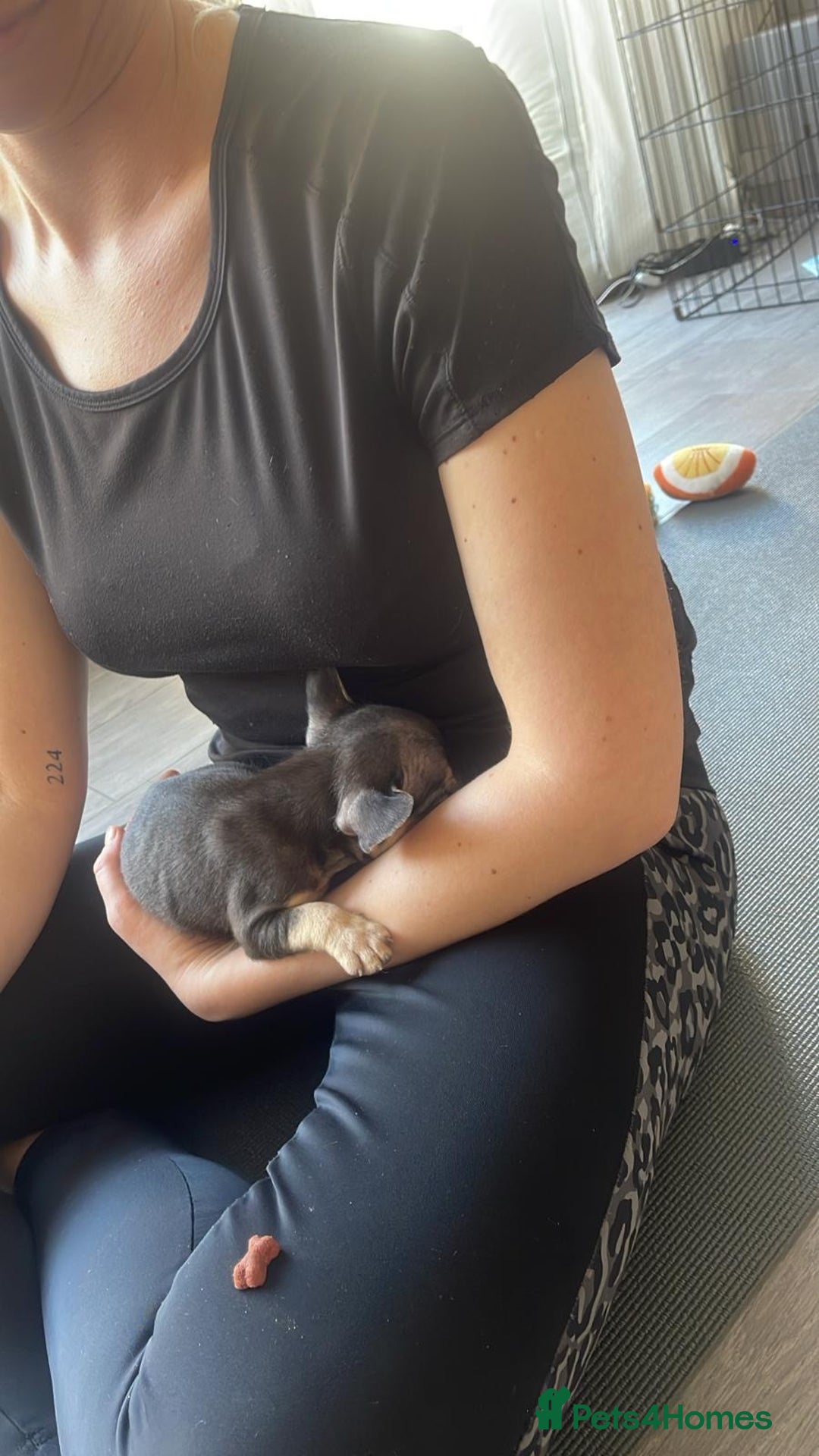 French Bulldog dogs for sale: Frenchie puppy’s available  - Advert 3