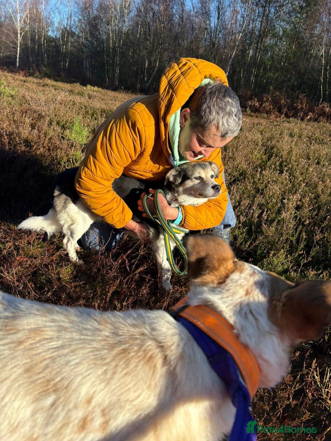 Mixed Breed dogs for adoption: Tara - Norwich Norfolk  - Advert 3