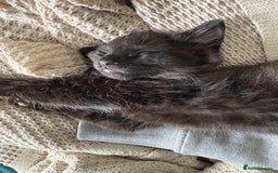 Mixed Breed cats for sale: Four Gorgeous Kittens Looking For Their Hoomans - Image 24
