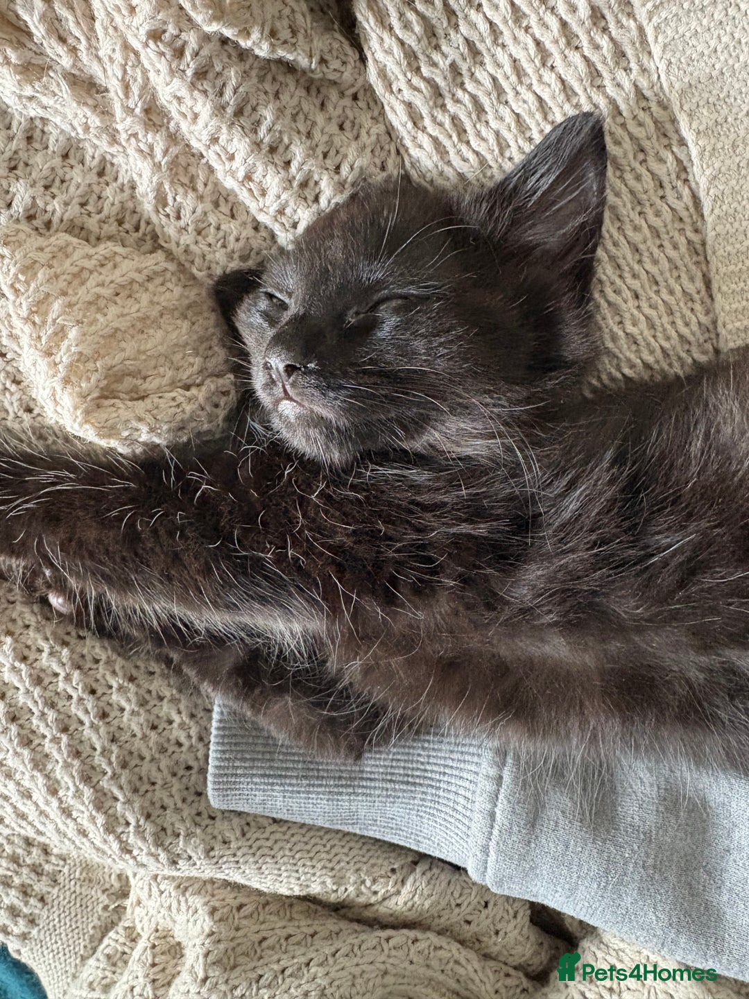Mixed Breed cats for sale: Four Gorgeous Kittens Looking For Their Hoomans - Image 24