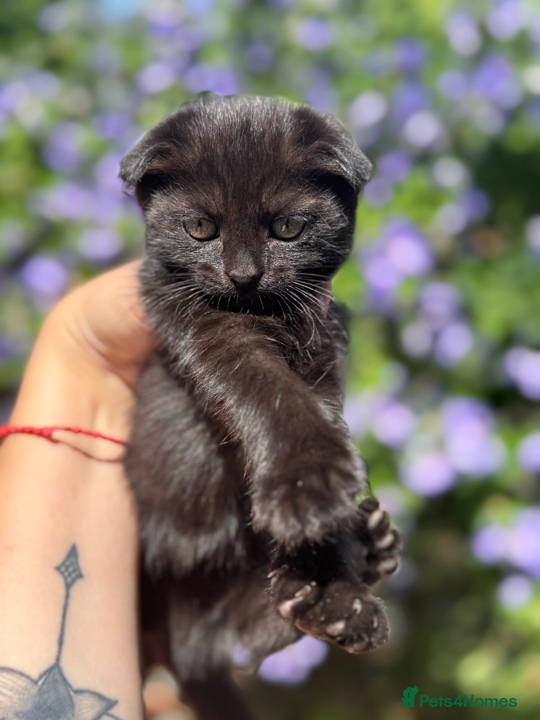 British Shorthair cats for sale: Beautiful British cat  - Image 11