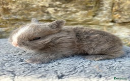 Netherland Dwarf rabbits for sale: Sweet Netherland Dwarf bunnies  - Image 6