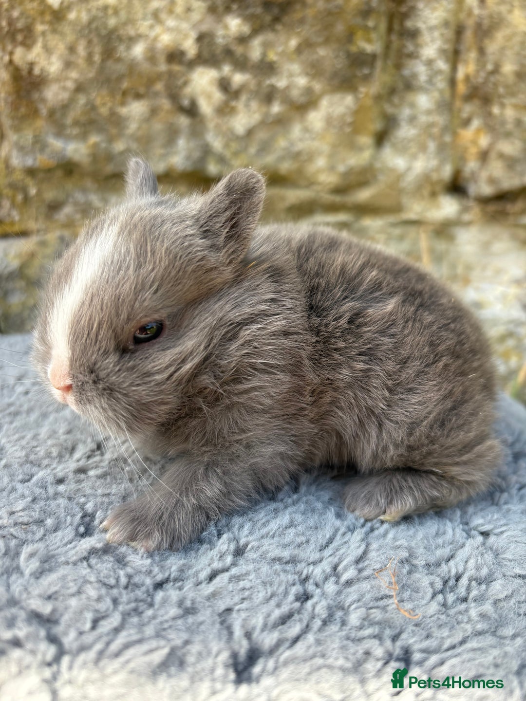 Netherland Dwarf rabbits for sale: Sweet Netherland Dwarf bunnies  - Image 6
