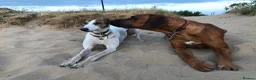Rhodesian Ridgeback dogs for stud: Athletic RR for stud  - Advert 10