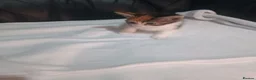 Mixed Breed cats for sale: 2 Happy and healthy Kittens - Advert 7