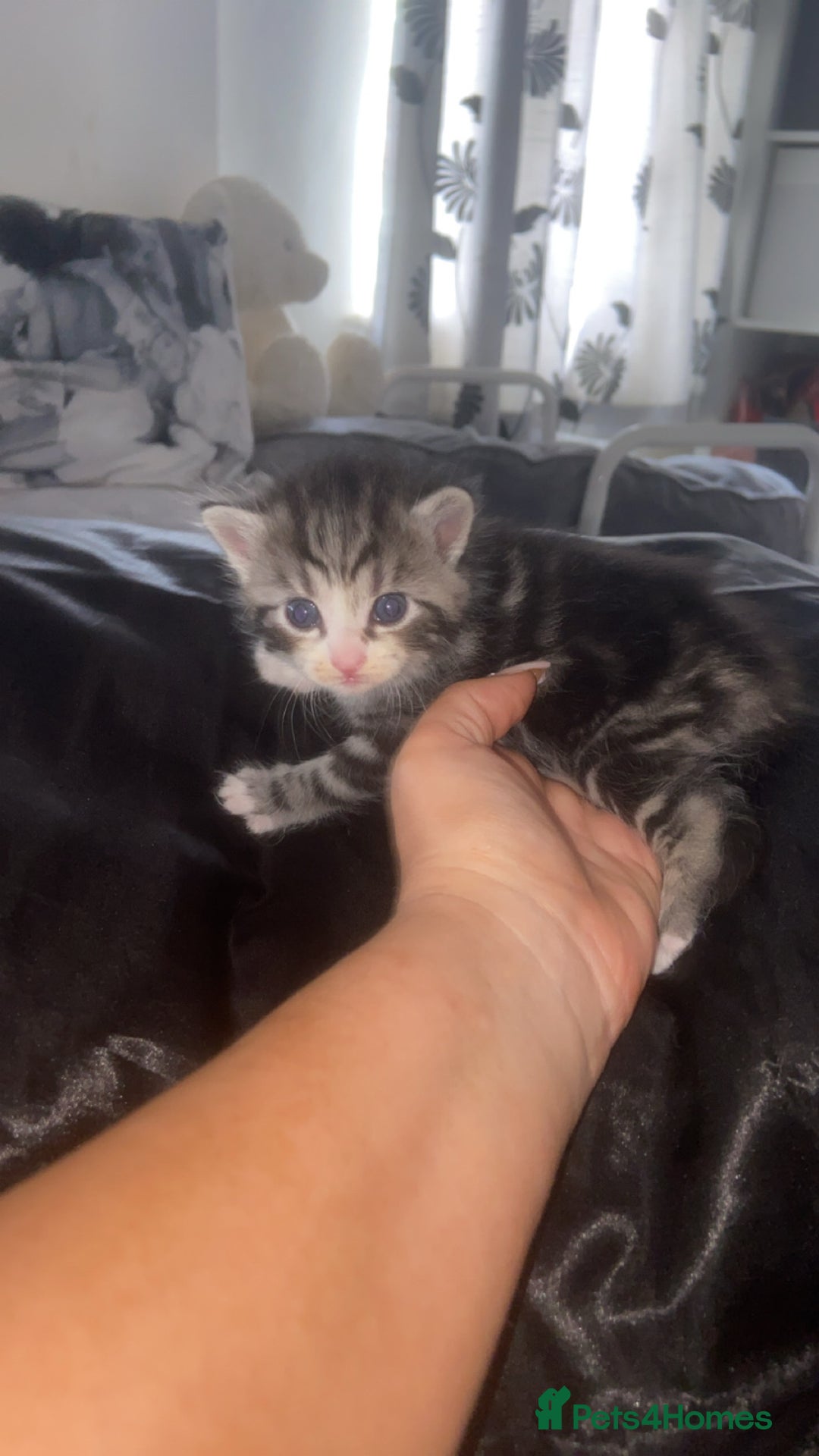 Mixed Breed cats for sale: 5 x Beautiful Bengal Mixed Kittens for Sale  - Image 5