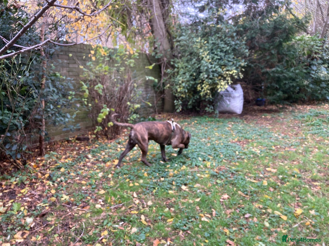 American Bulldog dogs for sale: A loving home needed for an American Bulldog.  - Advert 4