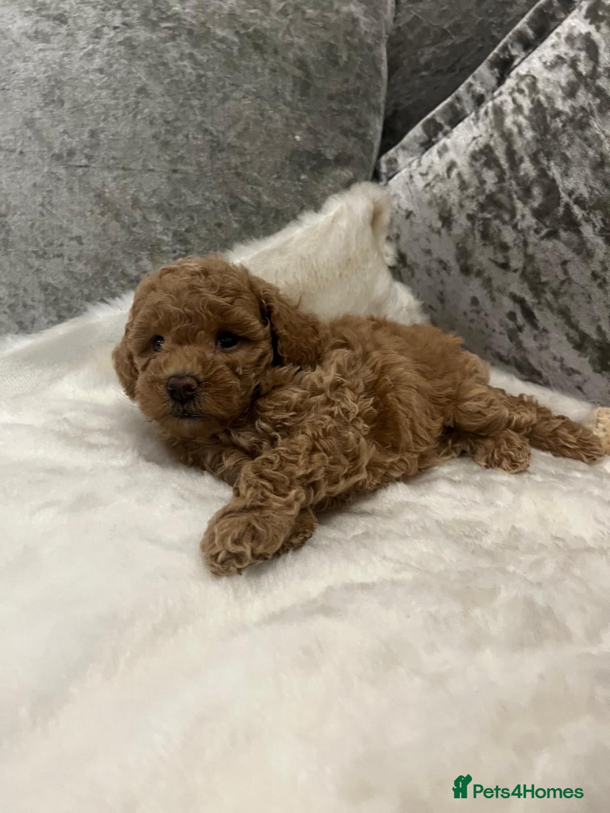 Cavapoo dogs Mixed litter of Beautiful cavapoo  - Advert 2