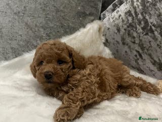 Cavapoo dogs Mixed litter of Beautiful cavapoo - Advert 2