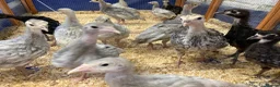 Turkeys poultry for sale: 20 x Rare breed Lavender / Lilac turkey poults  in Norwich - Advert 2