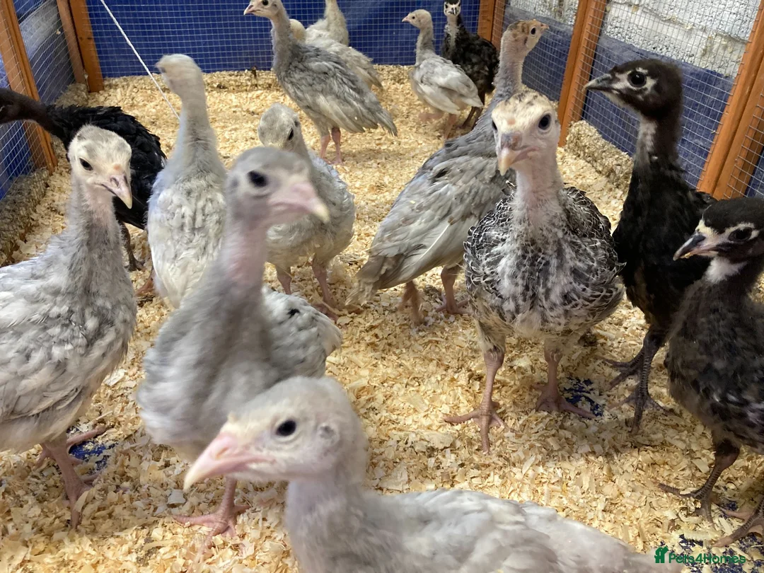 Turkeys poultry for sale: 20 x Rare breed Lavender / Lilac turkey poults  in Norwich - Advert 2