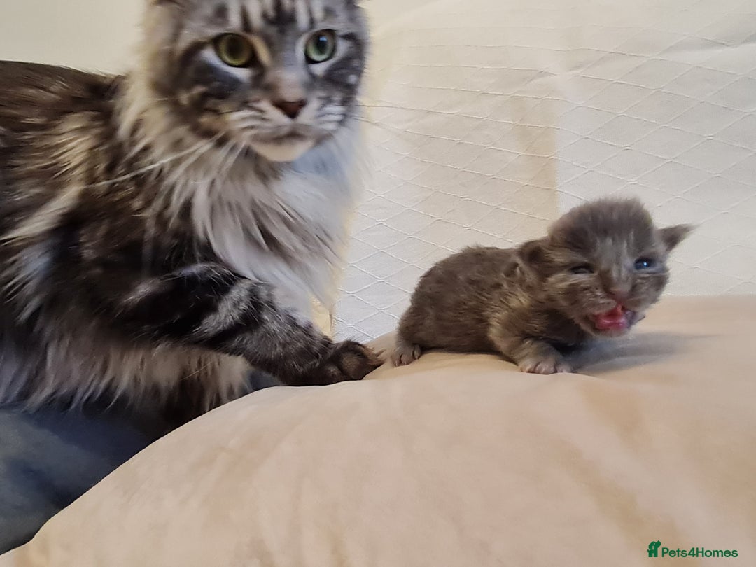 Maine Coon cats for sale: Maine coon kittens  - Advert 12