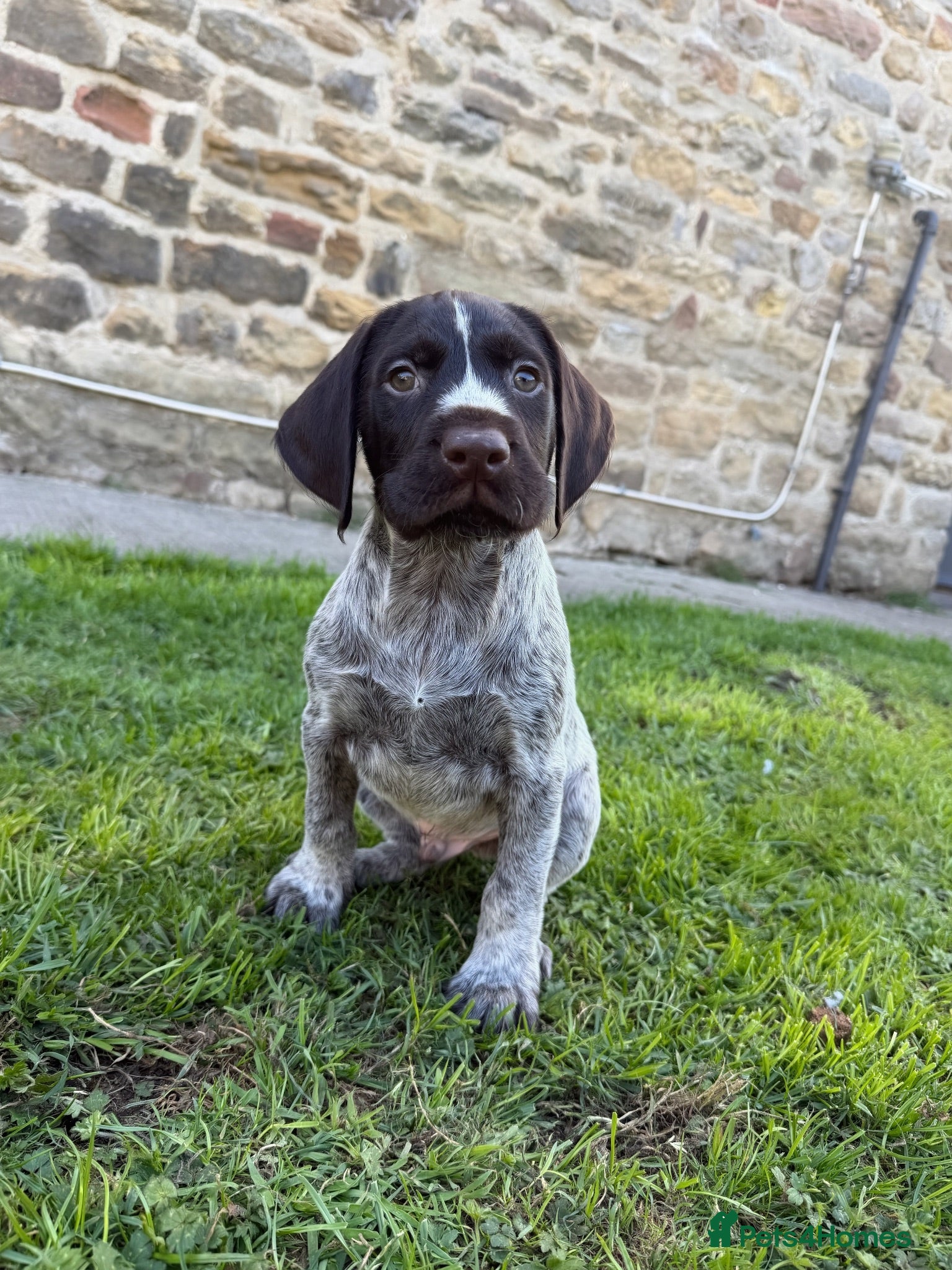 German Wirehaired Pointer dogs 1 male available  - Advert 2