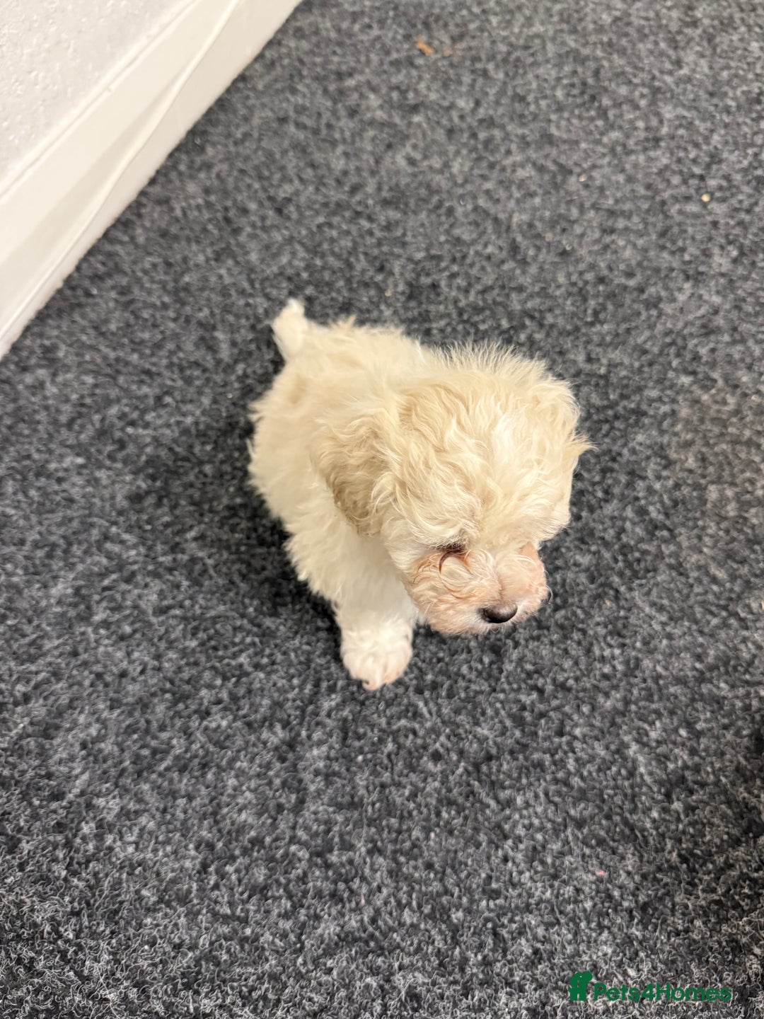 Bichon Frise dogs for sale: Bichon frise  - Advert 3