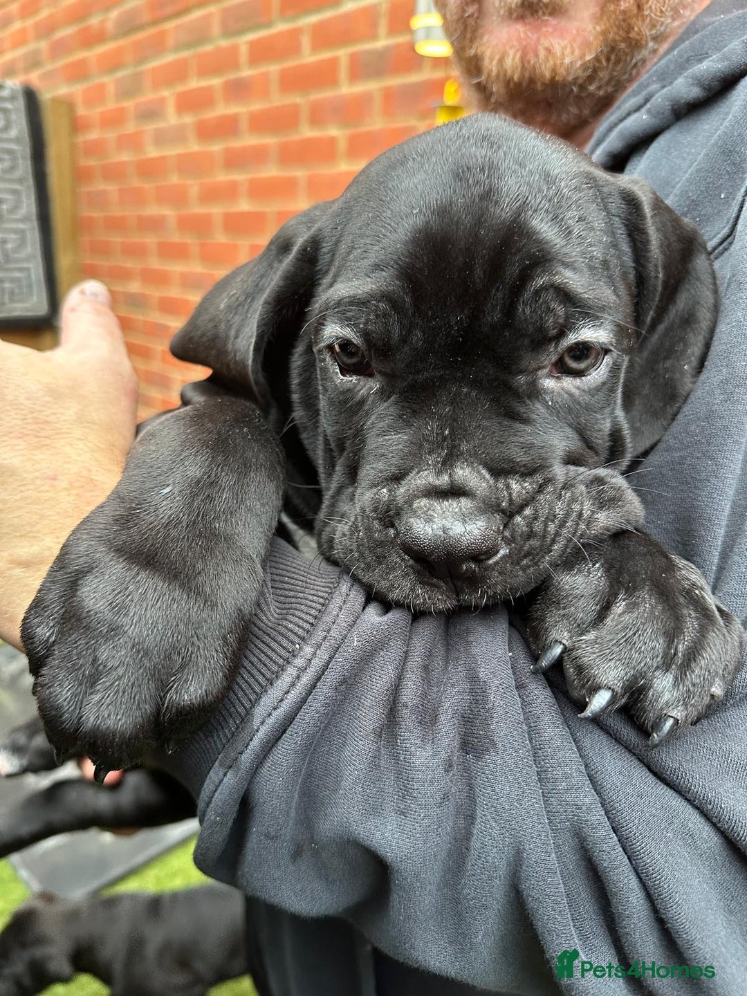 Cane Corso dogs for sale: Best Champion bloodline Puppy - Advert 4