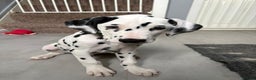 Dalmatian dogs for sale: Dalmatian puppies ready advert fully - Advert 40
