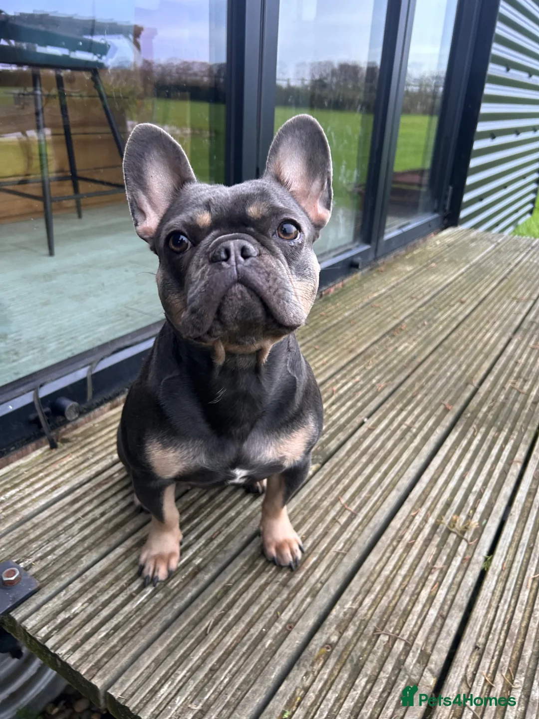 French Bulldog dogs for sale: *ONLY 1 Luxury French Bulldog Left🐾* - Advert 2